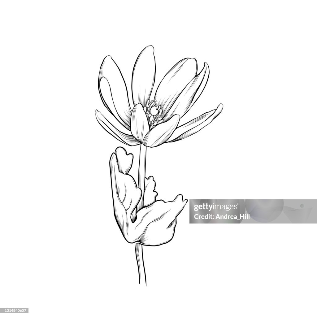 Sanguinaria canadensis or Bloodroot Flower Ink Vector Illustration