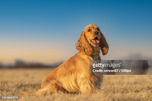 portrait of cocker spaniel sitting on field against sky - cocker spaniel stock pictures, royalty-free photos & images