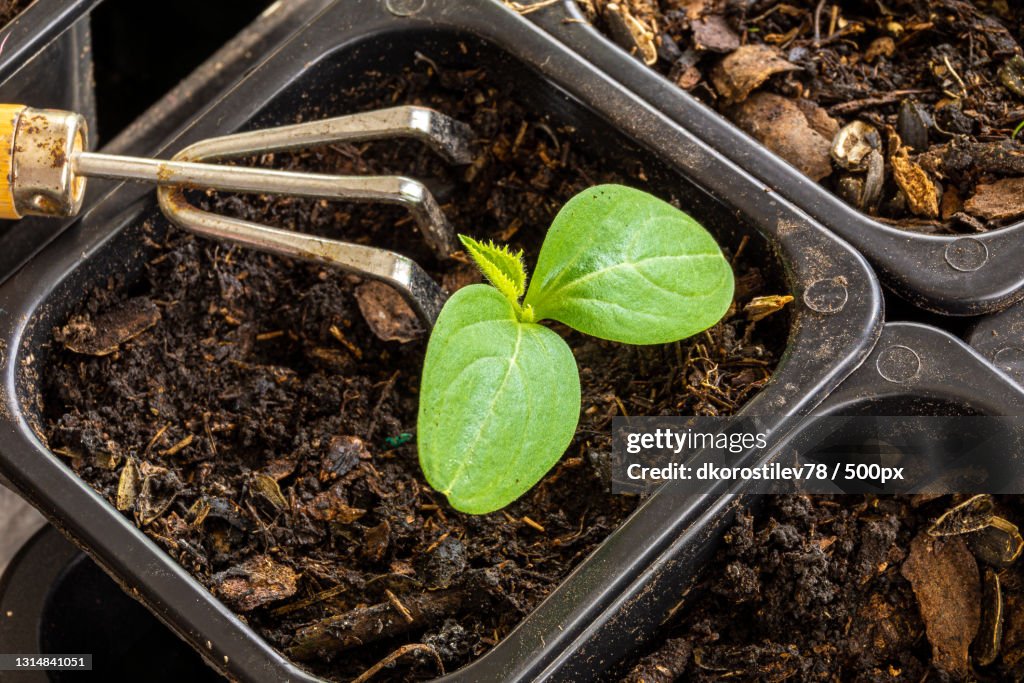 High angle view of plant growing in soil