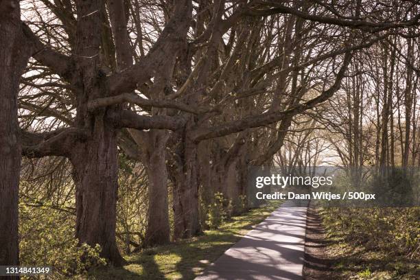 empty road along trees,arnhem,netherlands - wandelen stock pictures, royalty-free photos & images
