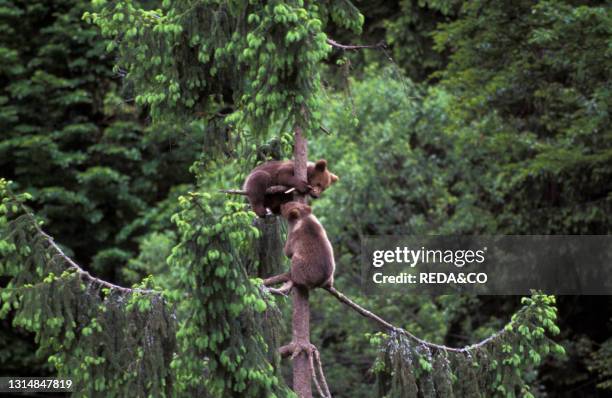 Bear cubs on a silver fir. Trentino Alto Adige. Italy.