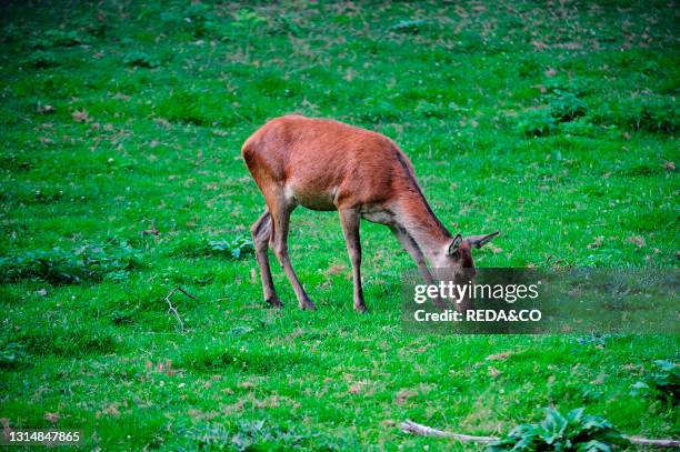 Doe. Female deer. In the reintroduction enclosure of Pian delle Gorre. Ligurian Alps. Chiusa di Pesio. Cuneo. Piedmont. Italy. Europe.