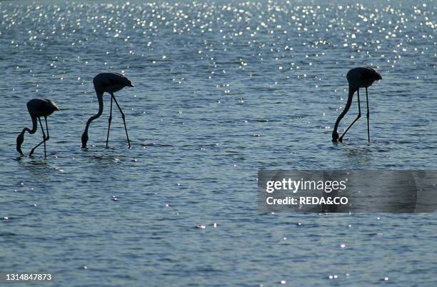 Flamingo. Camargue. France. Europe.