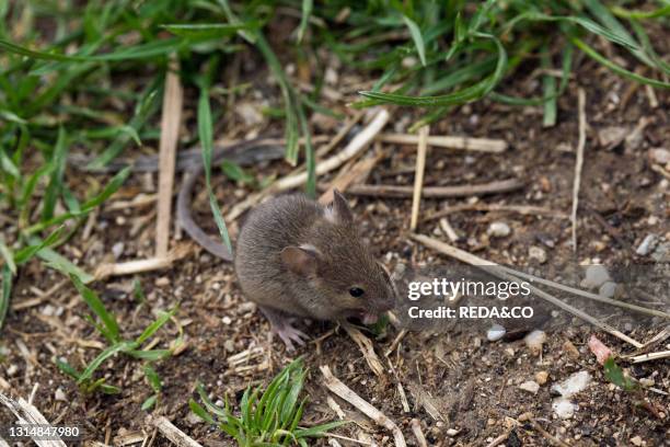 Country mouse. Rat.