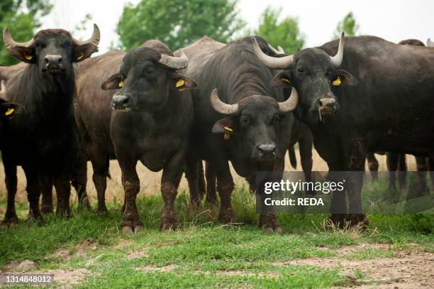 Breeding of semi-wild buffaloes in the Campania plain. Italy.
