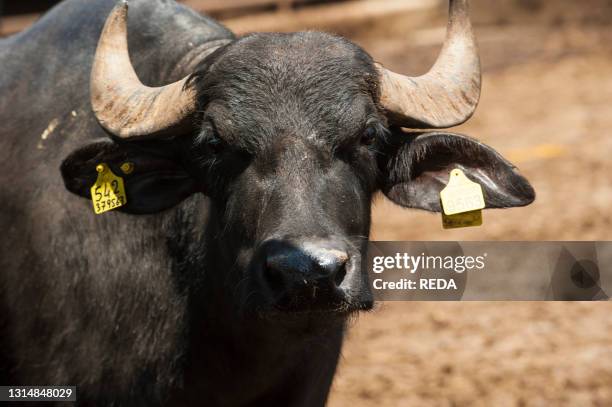 Breeding of semi-wild buffaloes in the Campania plain. Italy.