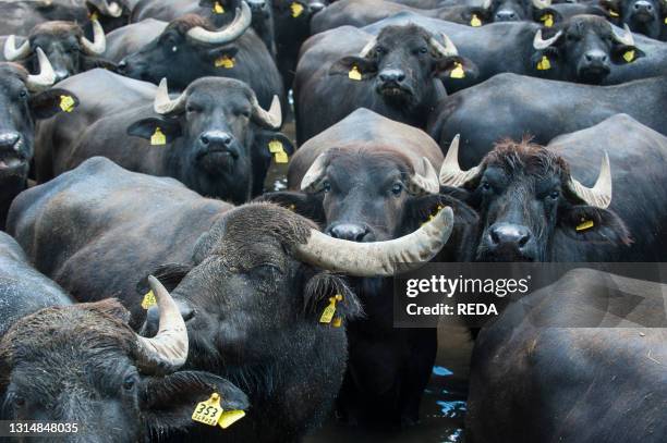 Breeding of semi-wild buffaloes in the Campania plain. Italy.