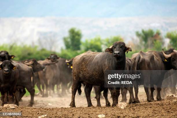 Breeding of semi-wild buffaloes in the Campania plain. Italy.