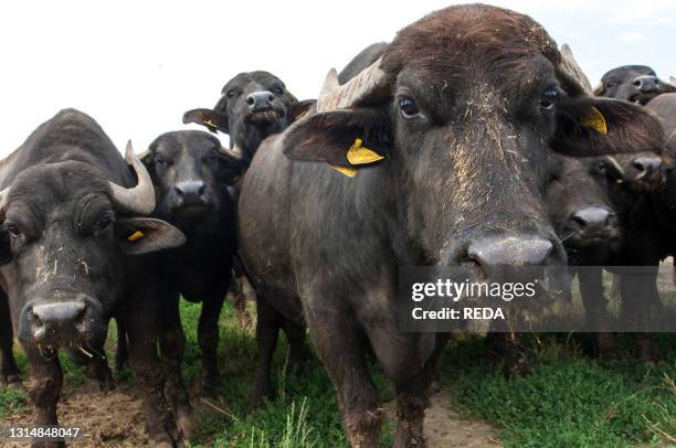 Breeding of semi-wild buffaloes in the Campania plain. Italy.