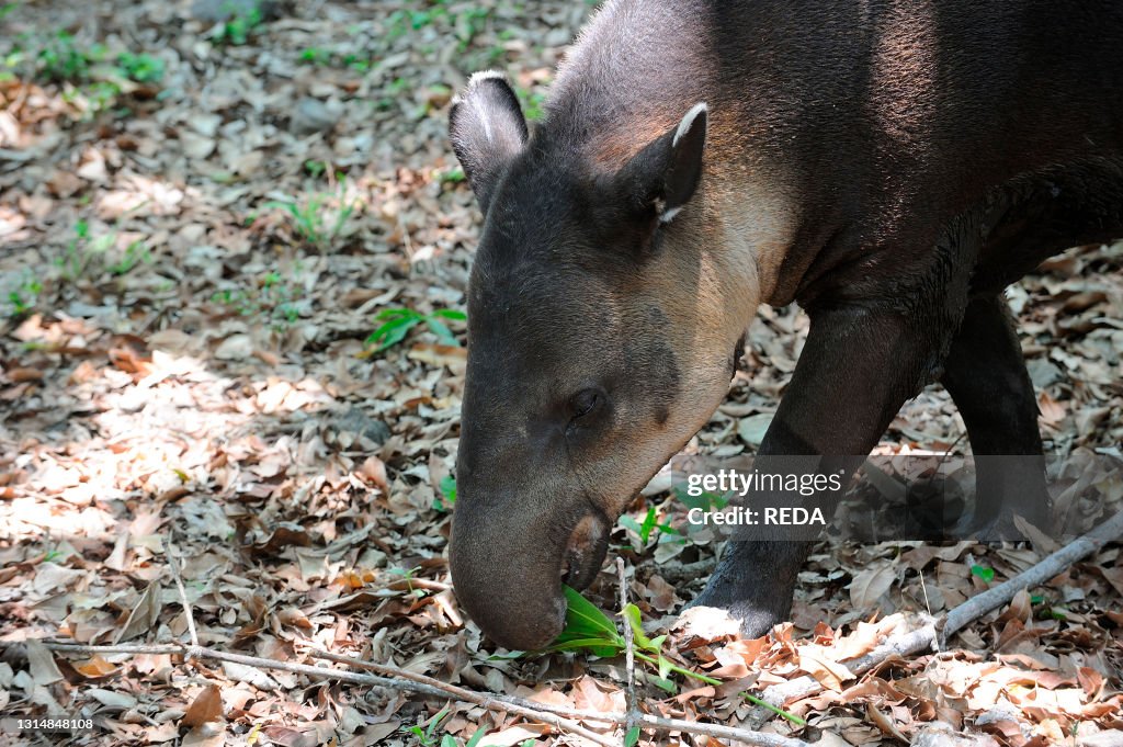 A Baird's tapir (Tapirus bairdii). also known as the Central American tapir. in captivity at the Xcaret nature park in Playa del Carmen. Quintana Roo. Mexico.