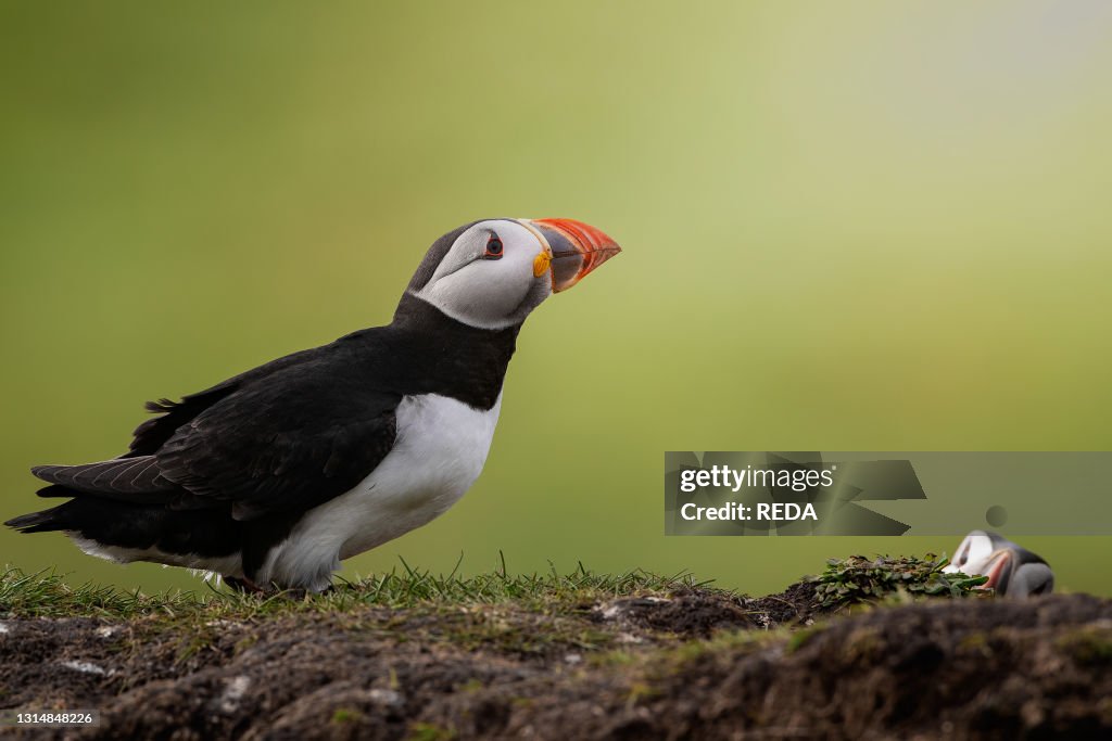 Puffin. (Fratercula arctica) Mull island. Scotland. United Kingdom. Europe
