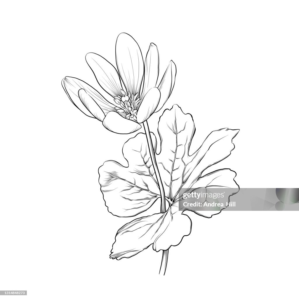 Sanguinaria canadensis or Bloodroot Flower Ink Vector Illustration