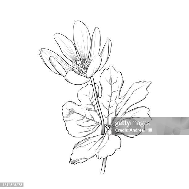 sanguinaria canadensis or bloodroot flower ink vector illustration - sanguinaria stock illustrations