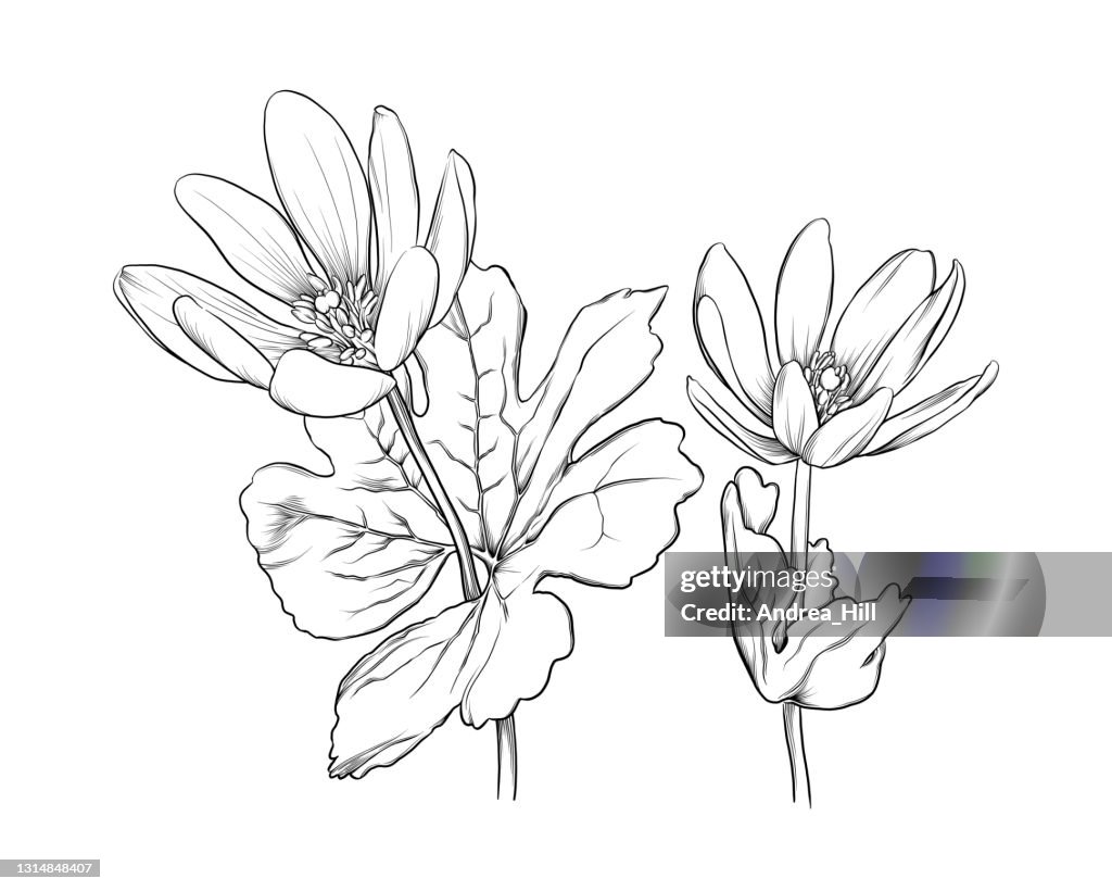 Sanguinaria canadensis or Bloodroot Flower Ink Vector Illustration