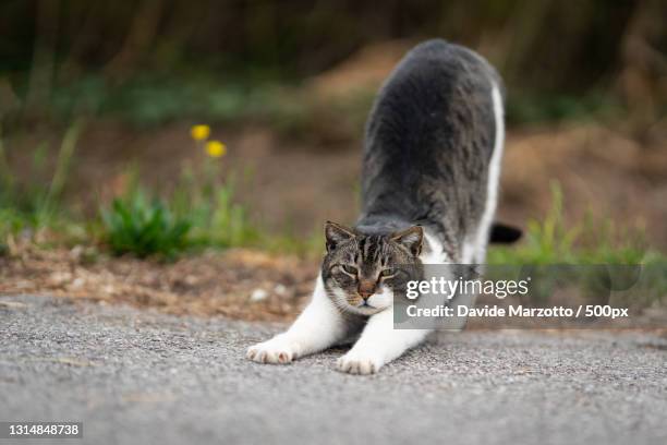 close-up of cat sitting on road - tom cat stock pictures, royalty-free photos & images