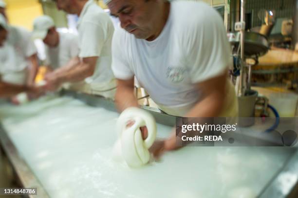 Production of the excellent buffalo mozzarella from Campania at the dairy La Baronia. Caserta. Campania. Italy.