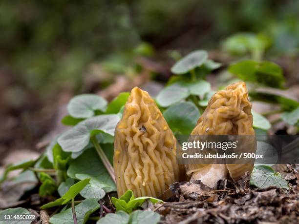 close-up of mushrooms growing on field,slovakia - morel mushroom stock-fotos und bilder