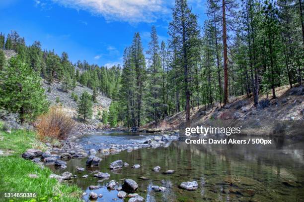 scenic view of lake amidst trees in forest against sky,reno,nevada,united states,usa - reno nevada fotografías e imágenes de stock