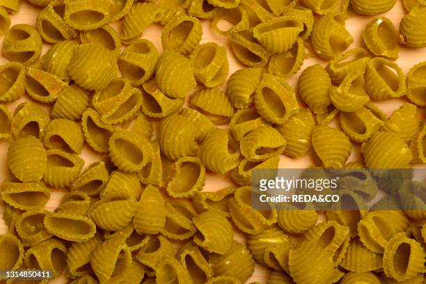 Handmade Conchiglie fresh pasta. Italy.