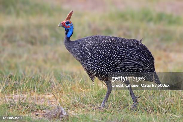 close-up of peacock on field - guineafowl stock-fotos und bilder
