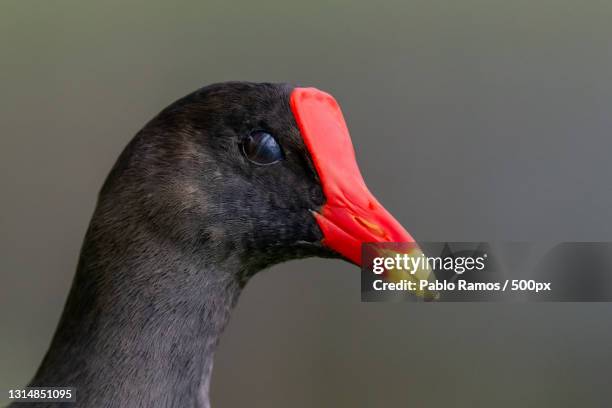 close-up of moorhen - florida estados unidos ストックフォトと画像