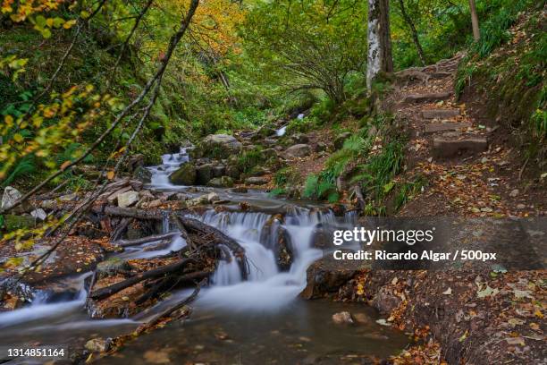 scenic view of waterfall in forest,teverga,asturias,spain - algar waterfall spain stock pictures, royalty-free photos & images