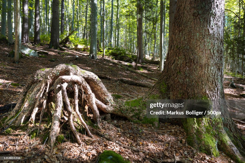 Trees growing in forest,Spiegelau,Bayern,Germany