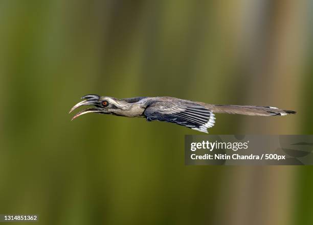close-up of hornbill flying outdoors,india - african grey hornbill stock pictures, royalty-free photos & images