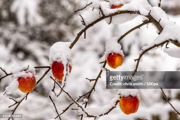 close-up of frozen plant during winter - frozen apple fotografías e imágenes de stock