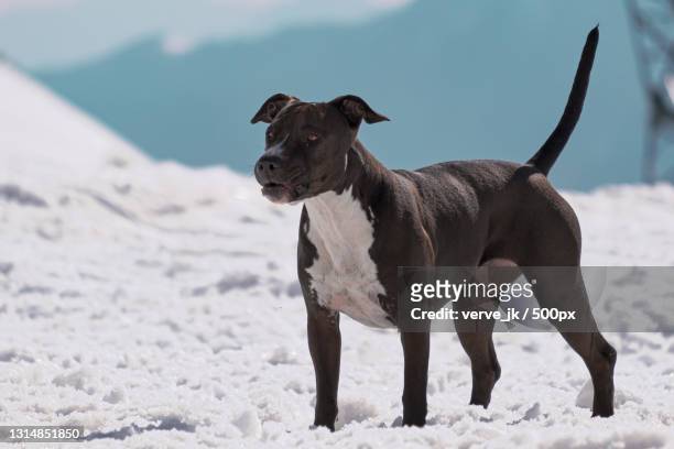 portrait of cow standing on snow covered field - american pit bull terrier stock pictures, royalty-free photos & images