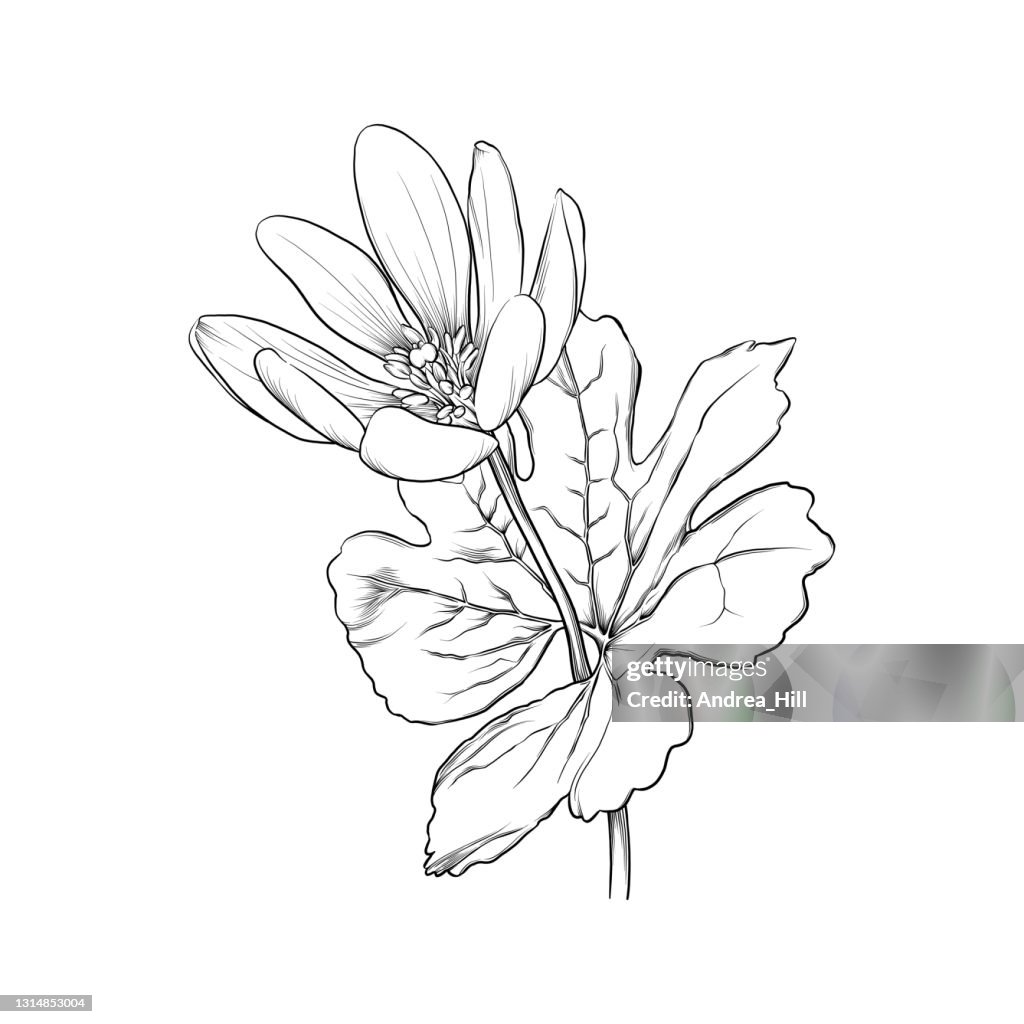 Sanguinaria canadensis or Bloodroot Flower Ink Vector Illustration