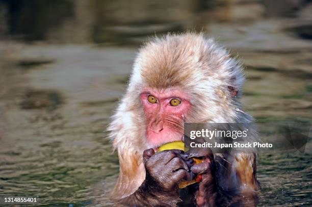 Japanese macaques often visit hot springs in winter, here in the mountains of Nagano Prefecture.