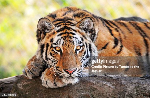 young tiger on bark - tiger stock pictures, royalty-free photos & images