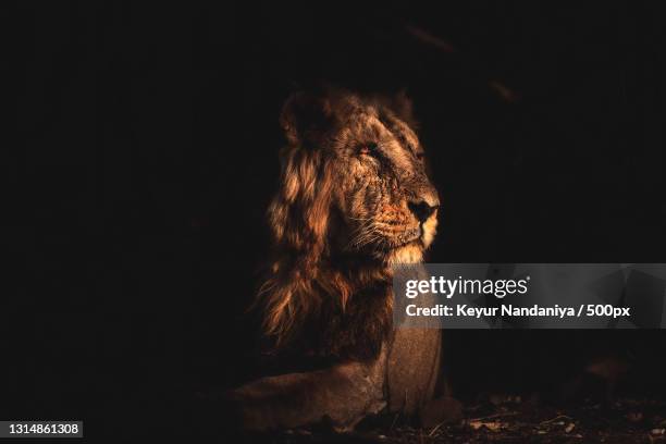 portrait of lion sitting on black background,gir national park,gujarat,india - gir forest national park stock pictures, royalty-free photos & images