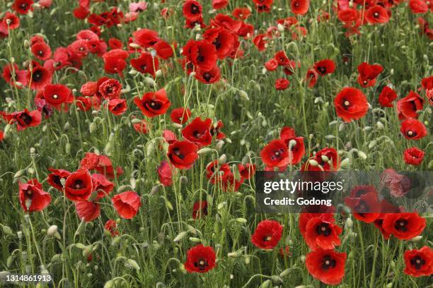 Poppies in Normandy, France.