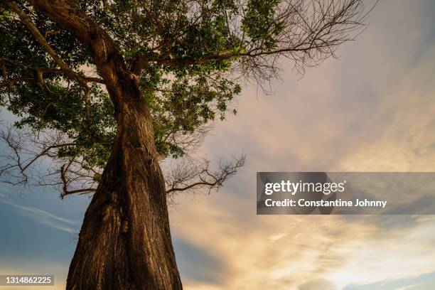 low angle view of a tree against cloudy sky on sunset - tree trunk wide angle stock pictures, royalty-free photos & images