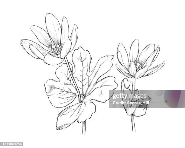 sanguinaria canadensis or bloodroot flower ink vector illustration - sanguinaria stock illustrations