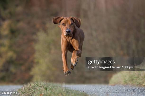 Strong Rhodesian Ridgeback Speed 1,077 Rhodesian Ridgeback Stock Photos, High-Res Pictures, and Images ...