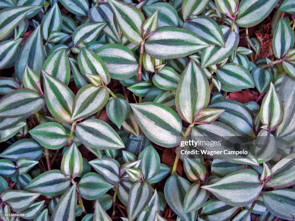 Inch plant or wandering Jew