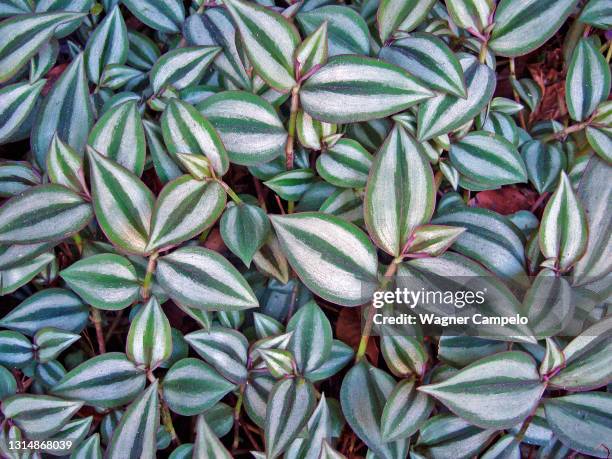 inch plant or wandering jew - inch - fotografias e filmes do acervo