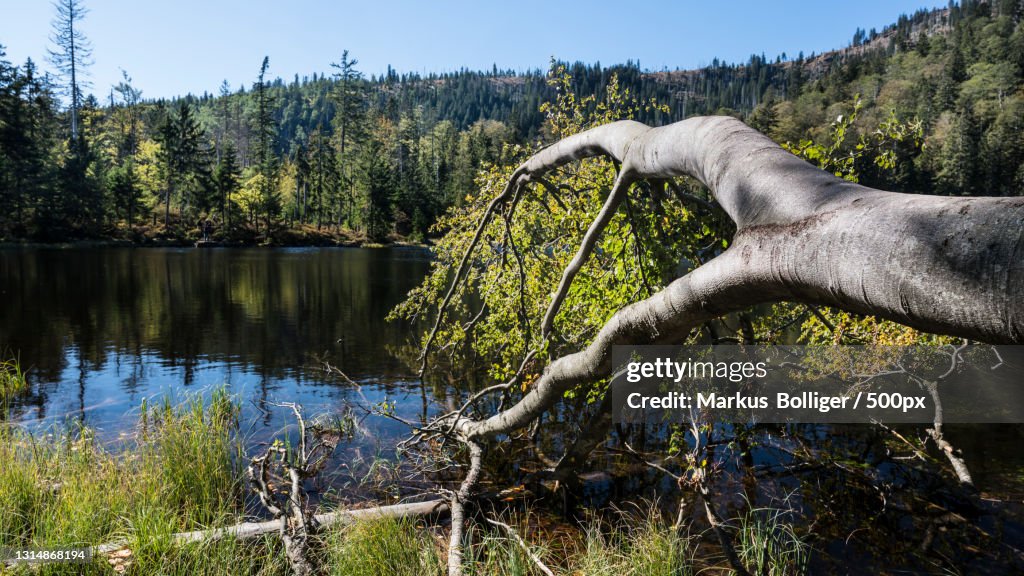 Scenic view of lake in forest against sky,Spiegelau,Bayern,Germany