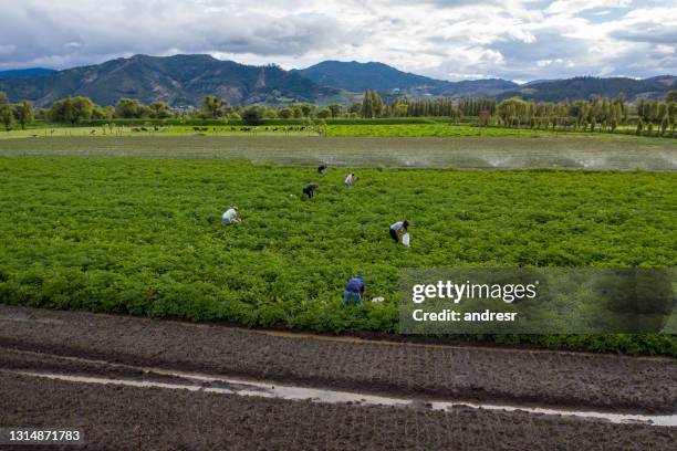 landarbeiter, die auf dem feld kartoffeln anbauen - colombia land stock-fotos und bilder