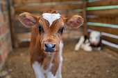 Beautiful calf looking at the camera at a farm