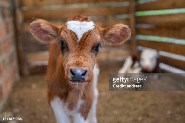 beautiful calf looking at the camera at a farm - calf imagens e fotografias de stock