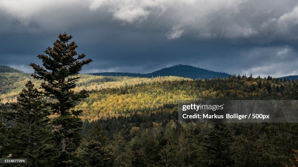 Scenic view of forest against sky,Bayern,Germany