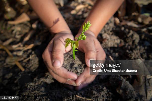 a kids hands shown planting a small plant into the soil. - sow stock-fotos und bilder