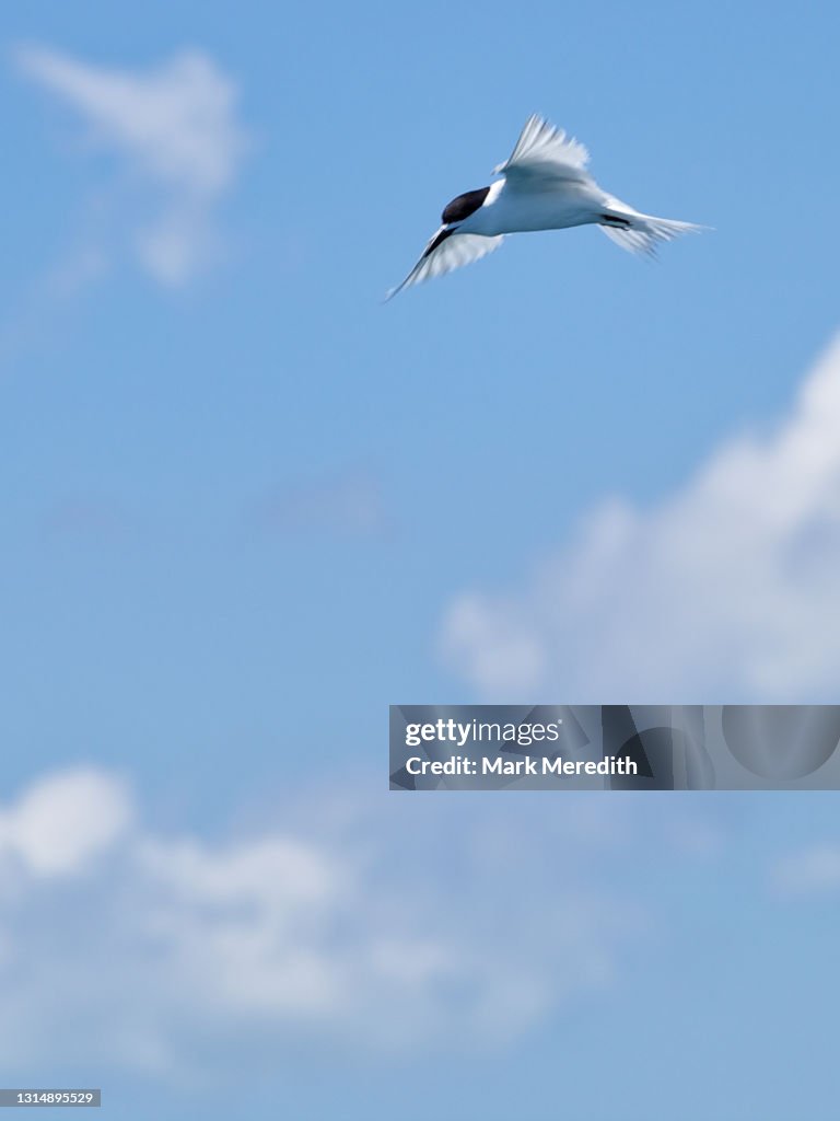 White fronted tern