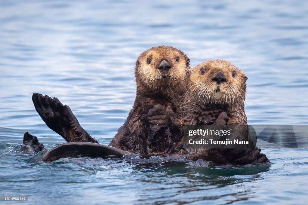Sea Otters In Kachemak Bay Alaska High-Res Stock Photo - Getty Images