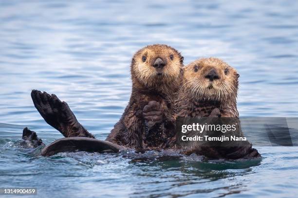 sea otters in kachemak bay, alaska - homer alaska stock pictures, royalty-free photos & images