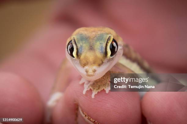 namib web-footed gecko in hand - désert du namib photos et images de collection